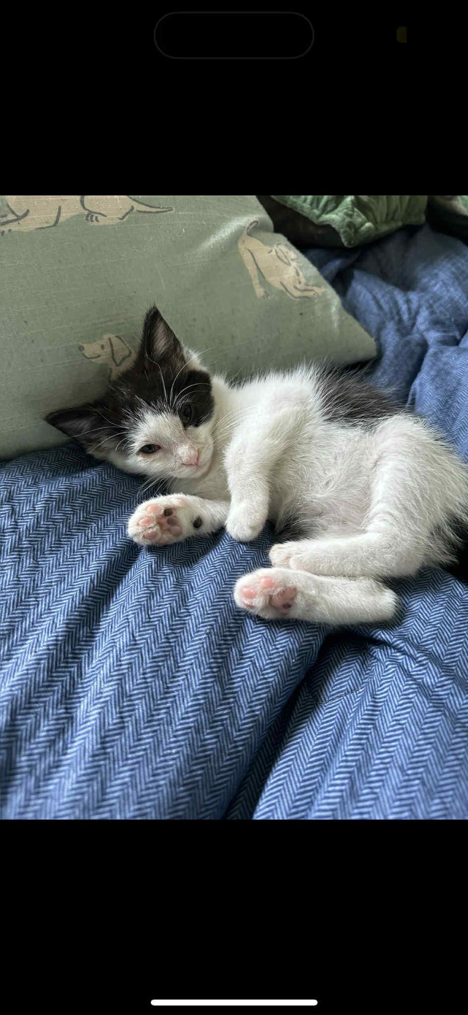 Nigel, Baby Male Domestic Short Hair