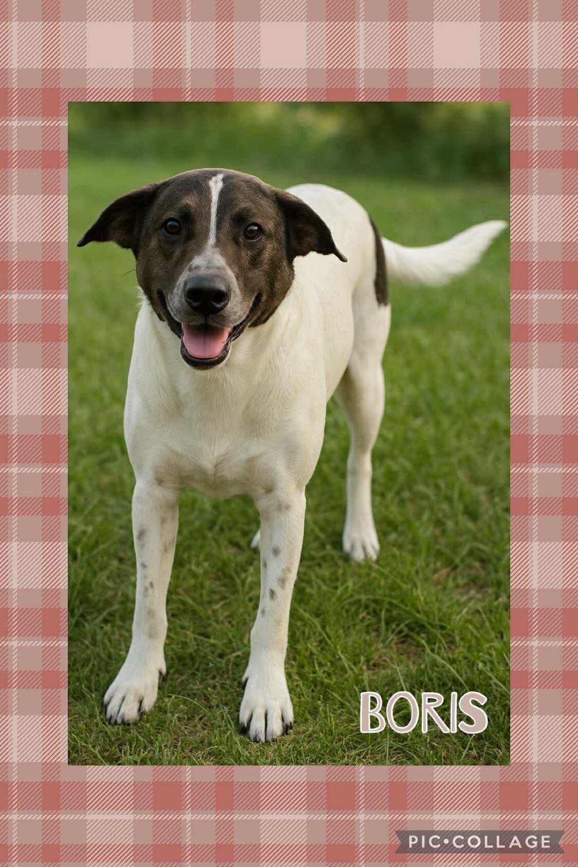 Boris photo