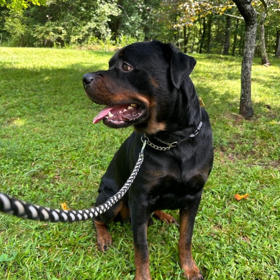 Captain Picard, Adopted, Young Male Rottweiler.