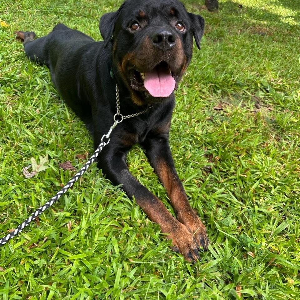 Captain Picard, a Adopted Rottweiler in Clarkesville, GA image 4/4