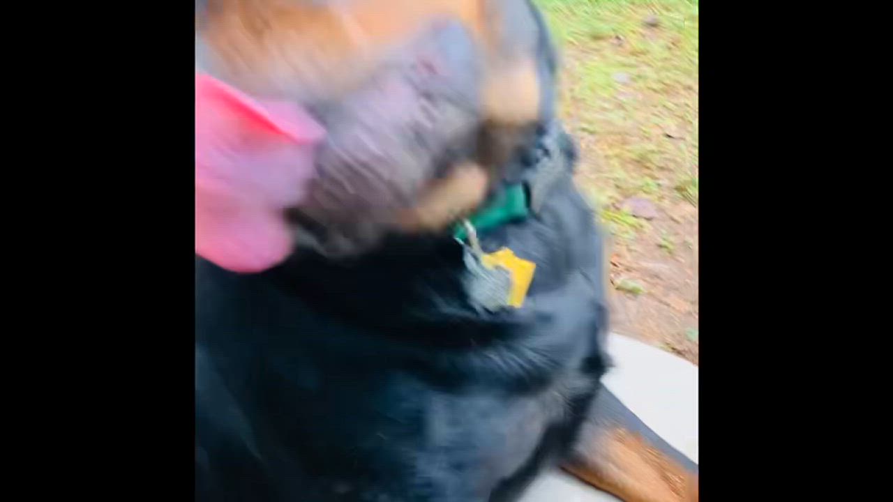 Enlarge Captain Picard, a Adopted Rottweiler in Clarkesville, GA video 2/4