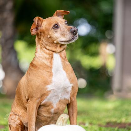 Charlee, Adoptable, Senior Male Mixed Breed & Mixed Breed.
