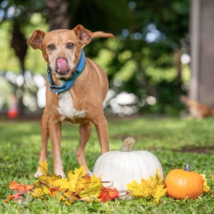 Enlarge Charlee, a Adoptable Mixed Breed in Honolulu, HI image 2/3