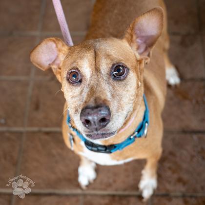 Enlarge Charlee, a Adoptable Mixed Breed in Honolulu, HI image 3/3