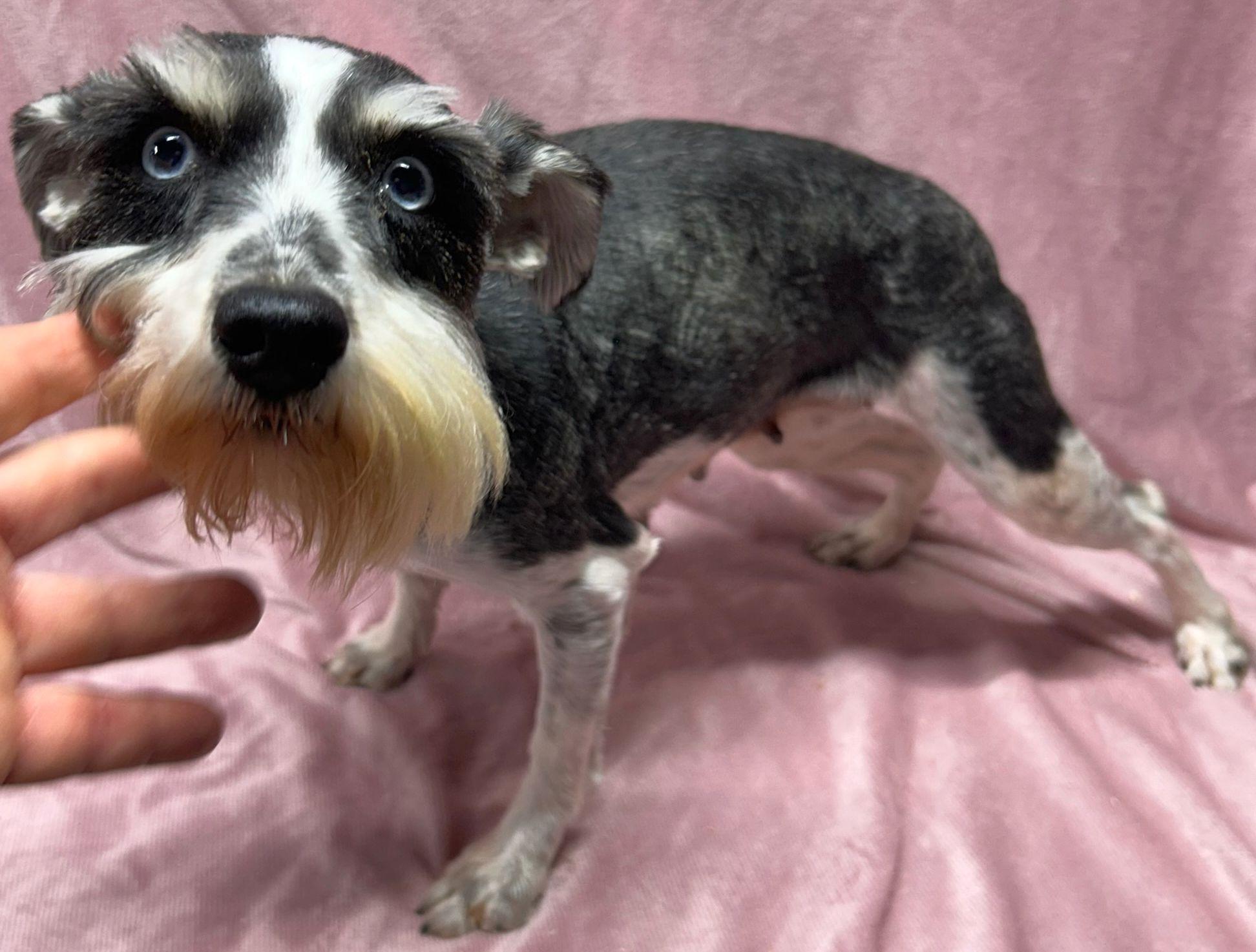 Enlarge DAISY (ohiosdrecue@gmail.com), a ADOPTABLE Schnauzer in Rossford, OH image 2/2