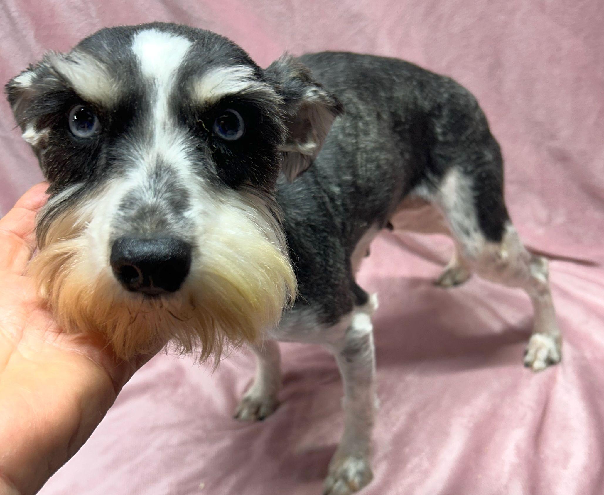 Enlarge DAISY (ohiosdrecue@gmail.com), a ADOPTABLE Schnauzer in Rossford, OH image 1/2
