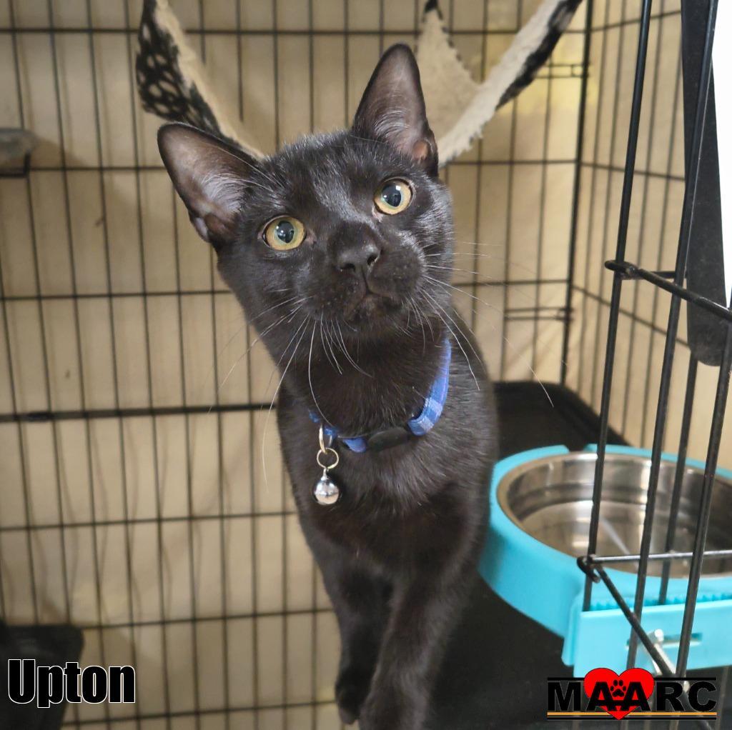 Enlarge Upton, a Adoptable mixed breed in Maryville, TN image 1/1