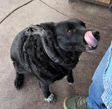 Enlarge Lucy, a ADOPTABLE mixed breed in Pasco, WA image 6/6