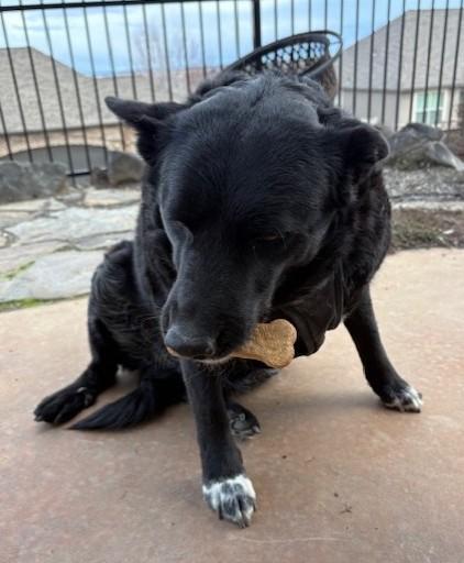 Enlarge Lucy, a ADOPTABLE mixed breed in Pasco, WA image 3/6