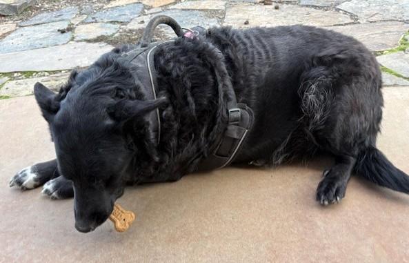 Enlarge Lucy, a ADOPTABLE mixed breed in Pasco, WA image 4/6