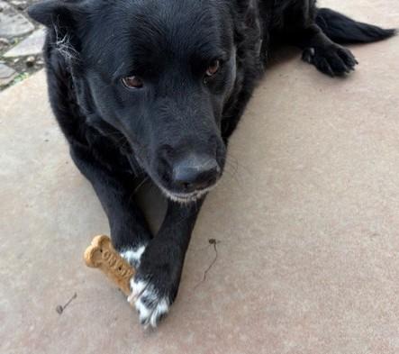 Enlarge Lucy, a ADOPTABLE mixed breed in Pasco, WA image 5/6