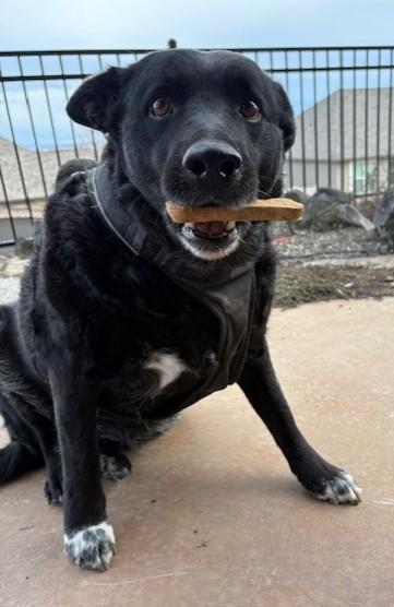 Enlarge Lucy, a ADOPTABLE mixed breed in Pasco, WA image 1/6