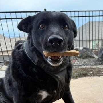 Enlarge Lucy, a ADOPTABLE mixed breed in Pasco, WA image 1/6