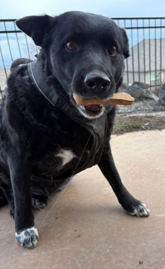 Enlarge Lucy, a ADOPTABLE mixed breed in Pasco, WA image 2/6