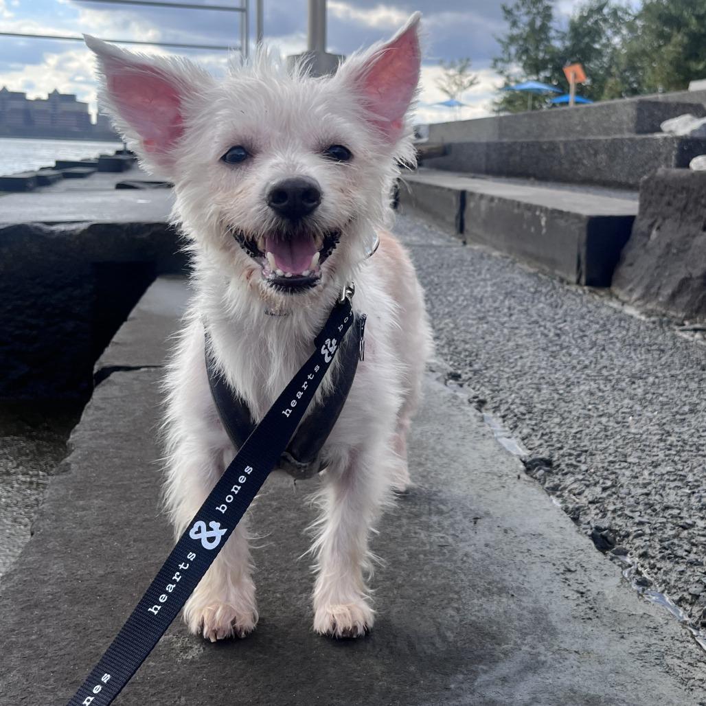 Bao, Adopted, Adult Male Terrier.