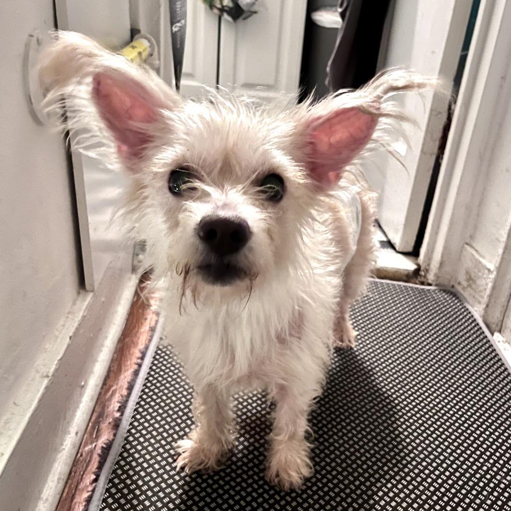 Enlarge Bao, a Adopted Terrier in Brooklyn, NY image 2/6