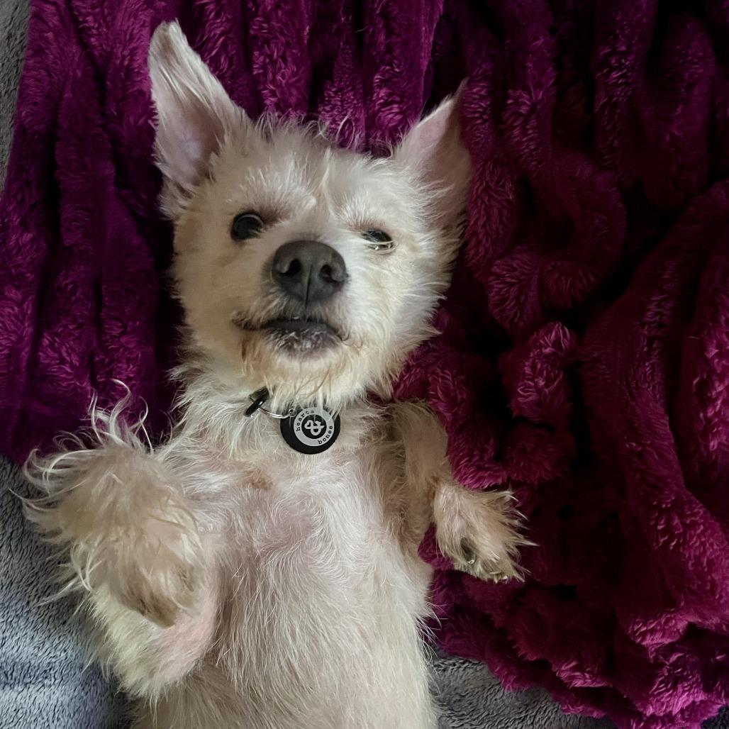 Enlarge Bao, a Adopted Terrier in Brooklyn, NY image 3/6