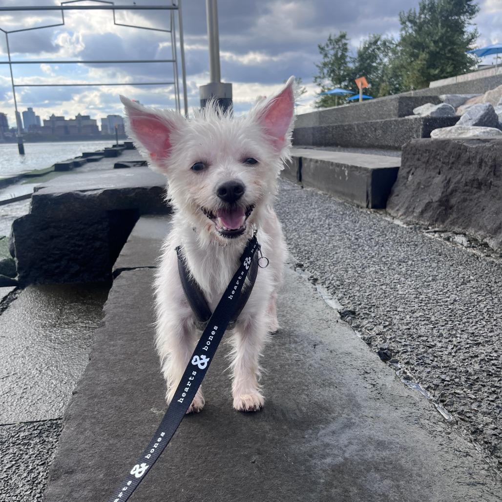 Enlarge Bao, a Adopted Terrier in Brooklyn, NY image 4/6