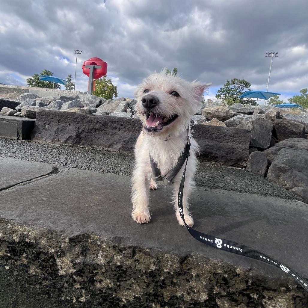 Enlarge Bao, a Adopted Terrier in Brooklyn, NY image 5/6
