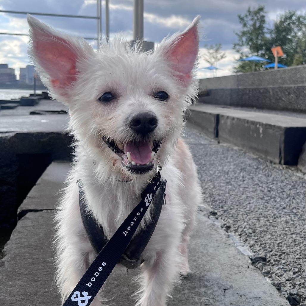 Enlarge Bao, a Adopted Terrier in Brooklyn, NY image 6/6