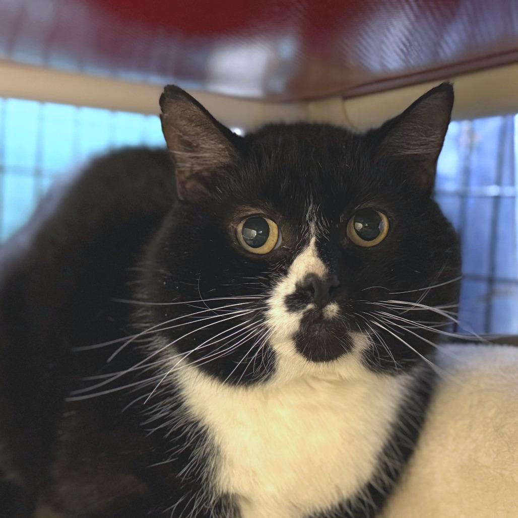 Stripe - Shy Cat, Adoptable, Adult Male Domestic Short Hair.