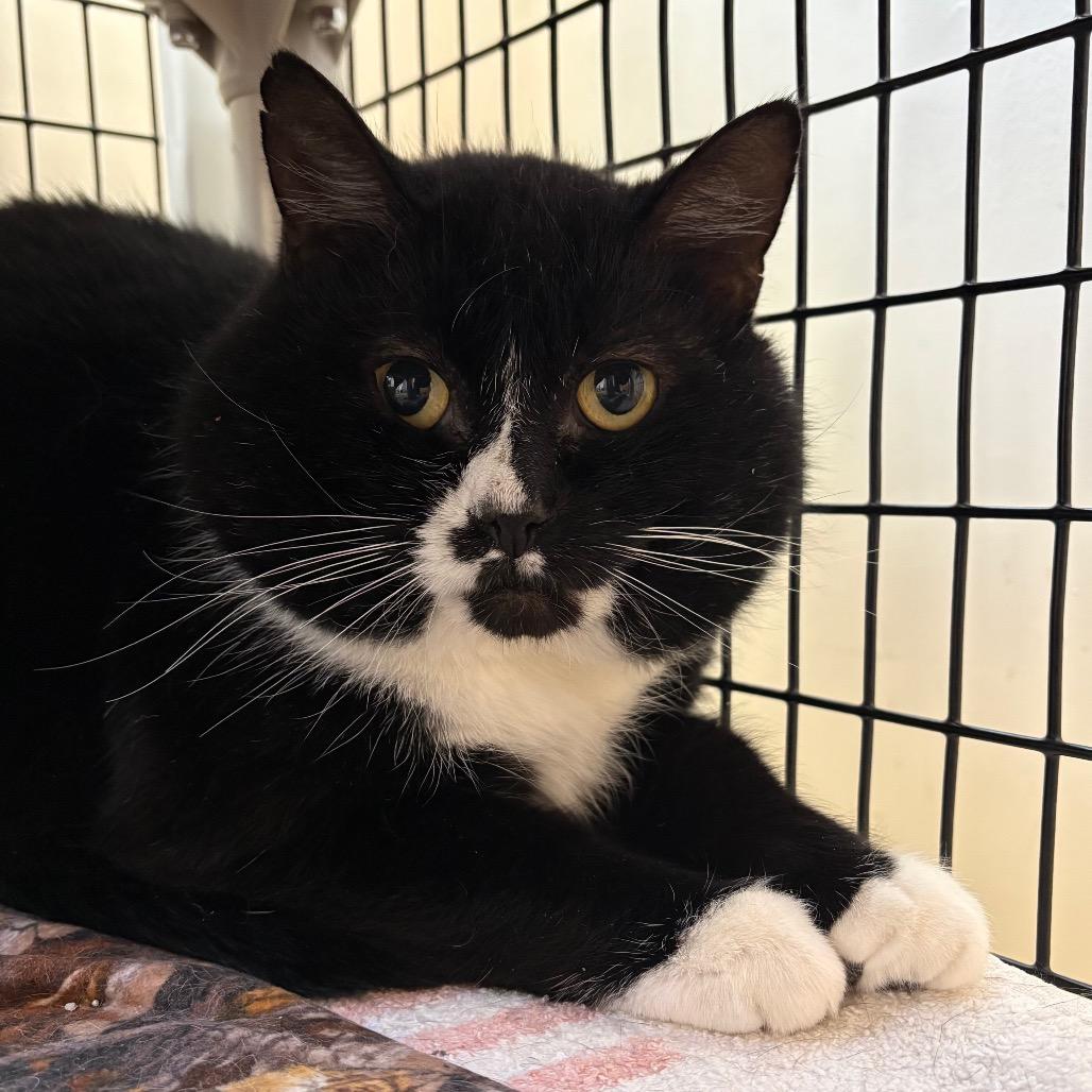 Stripe - Barn Cat, Adoptable, Adult Male Domestic Short Hair.