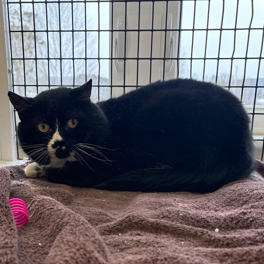 Enlarge Stripe - Barn Cat, a Adoptable Domestic Short Hair in Morrisville, VT image 2/2