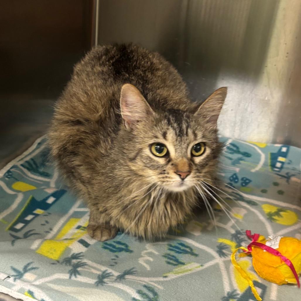 Enlarge Belle, a Adoptable Domestic Long Hair in Brookfield, MO image 1/1