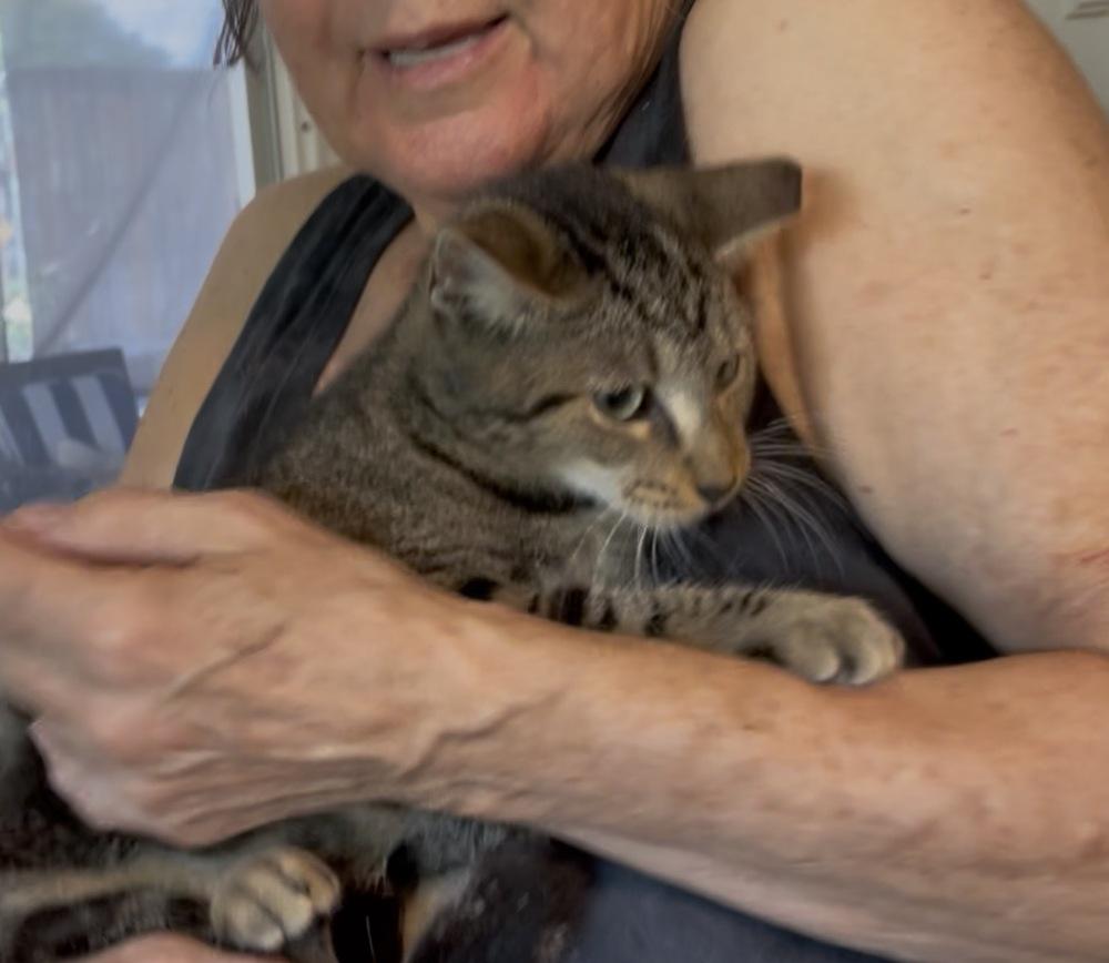 Enlarge Starzee, a Adoptable Domestic Short Hair in Hudson, NH image 1/2