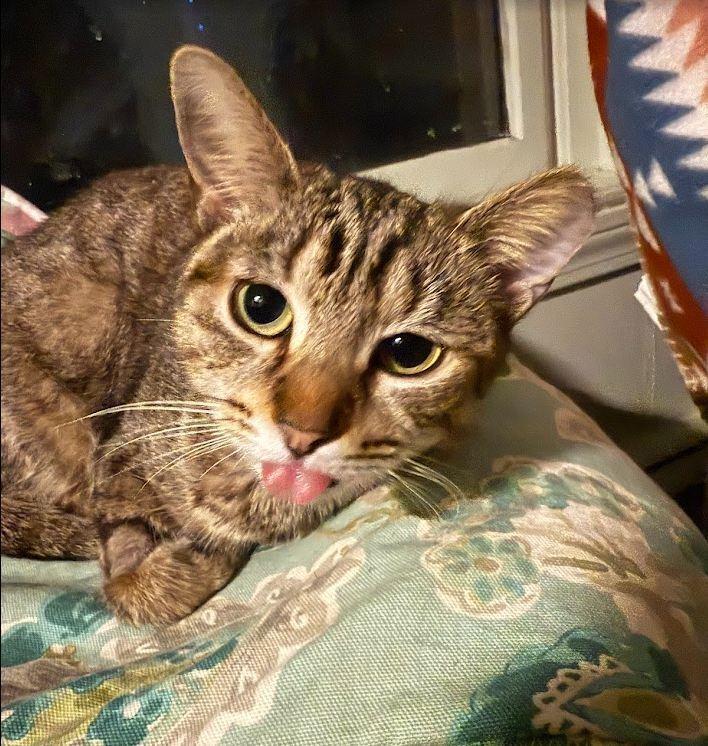 Starzee, a Adoptable Domestic Short Hair in Hudson, NH image 2/5