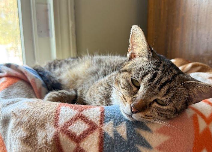 Starzee, a Adoptable Domestic Short Hair in Hudson, NH image 3/5