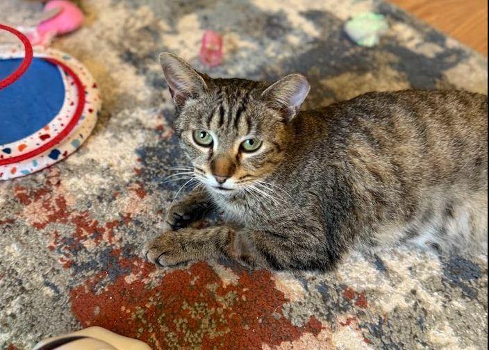 Starzee, a Adoptable Domestic Short Hair in Hudson, NH image 4/5