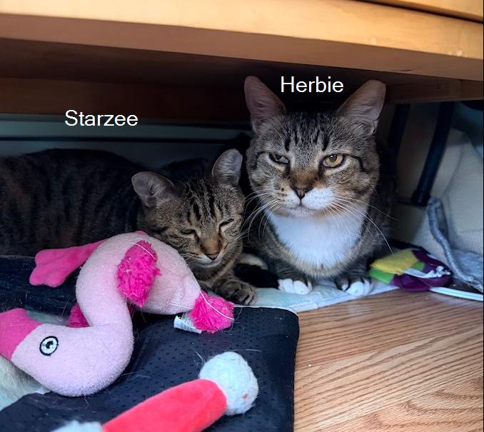 Enlarge Starzee (bonded with Herbie), a Adoptable Domestic Short Hair in Hudson, NH image 5/6