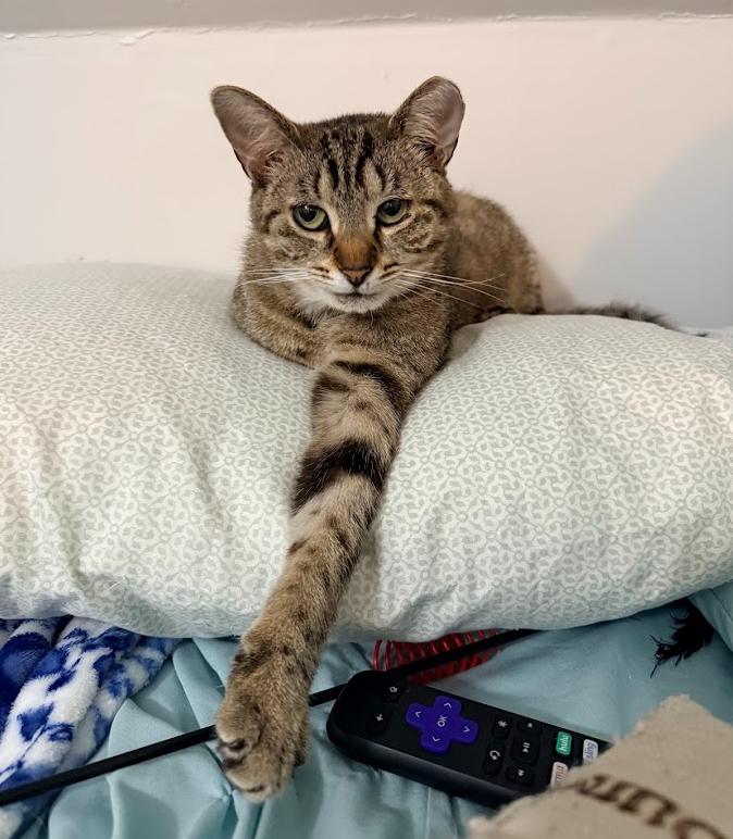 Enlarge Starzee (bonded with Herbie), a Adoptable Domestic Short Hair in Hudson, NH image 6/6