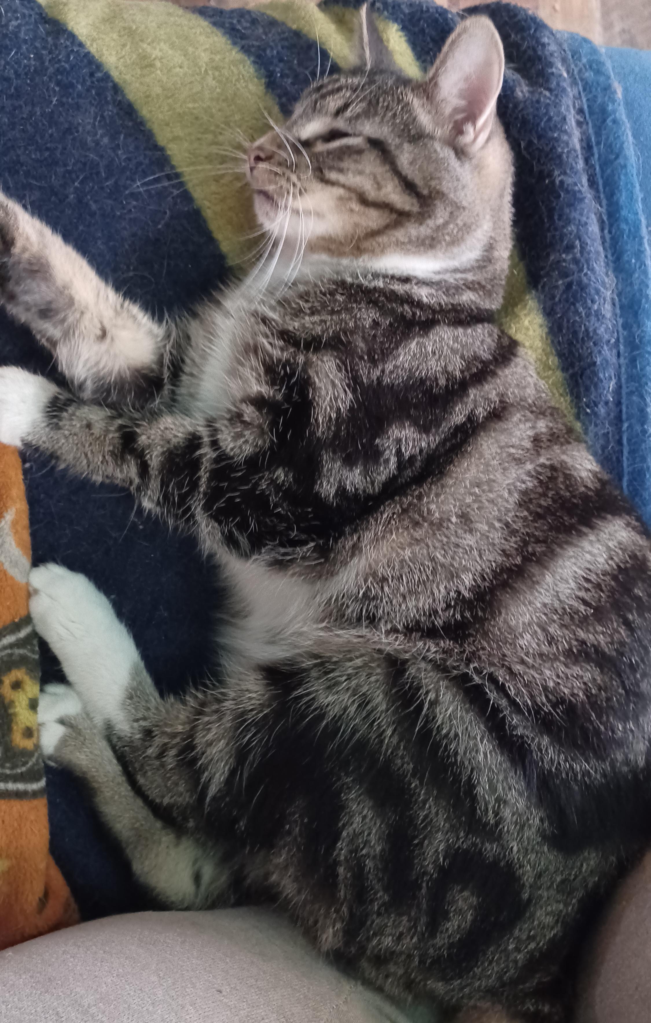 Enlarge Moonstone, a ADOPTABLE Domestic Short Hair in Morgantown, WV image 3/4