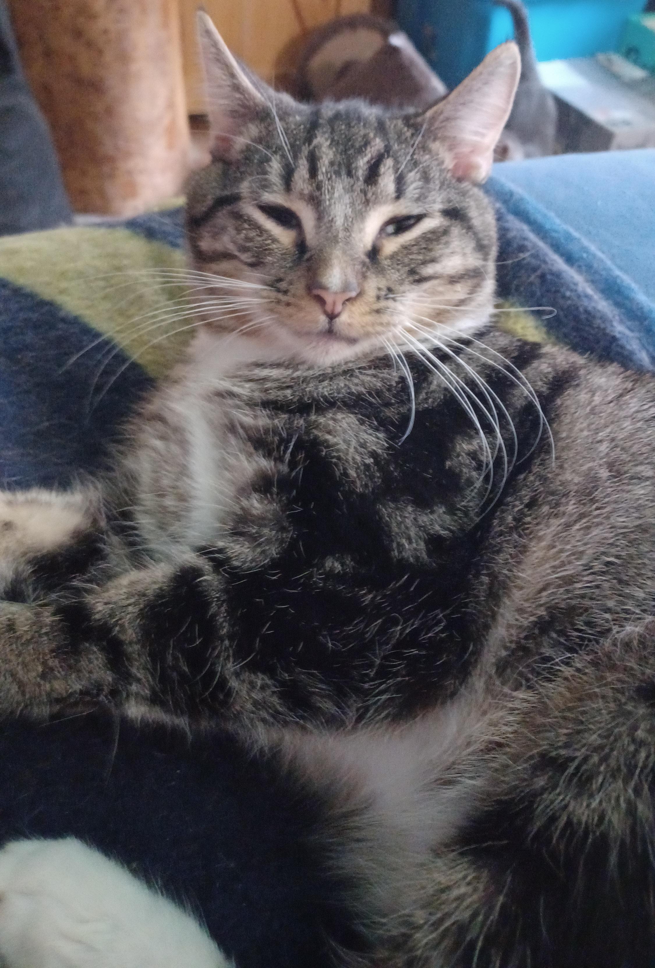 Enlarge Moonstone, a ADOPTABLE Domestic Short Hair in Morgantown, WV image 4/4