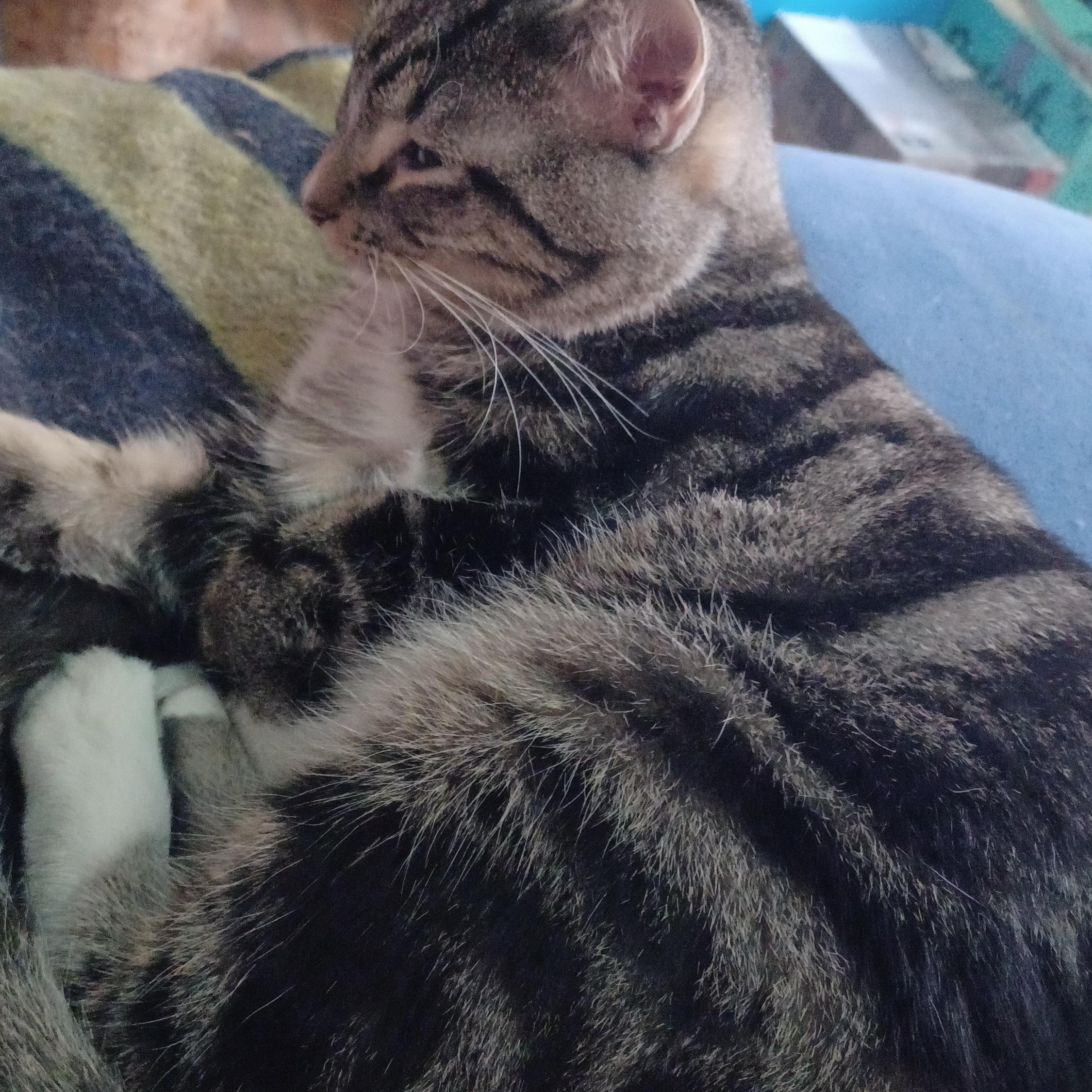 Enlarge Moonstone, a ADOPTABLE Domestic Short Hair in Morgantown, WV image 1/4