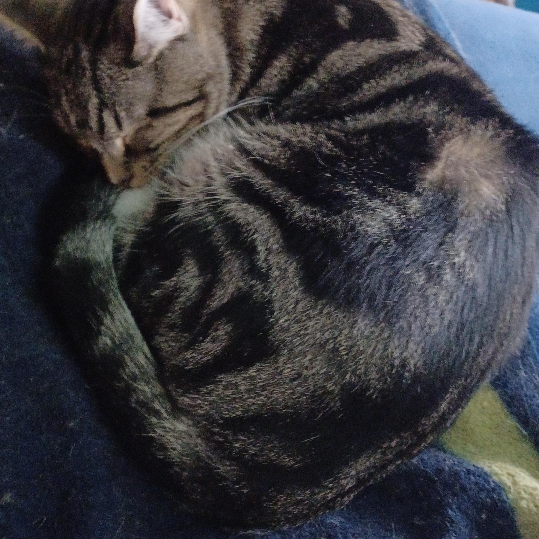 Enlarge Moonstone, a ADOPTABLE Domestic Short Hair in Morgantown, WV image 2/4