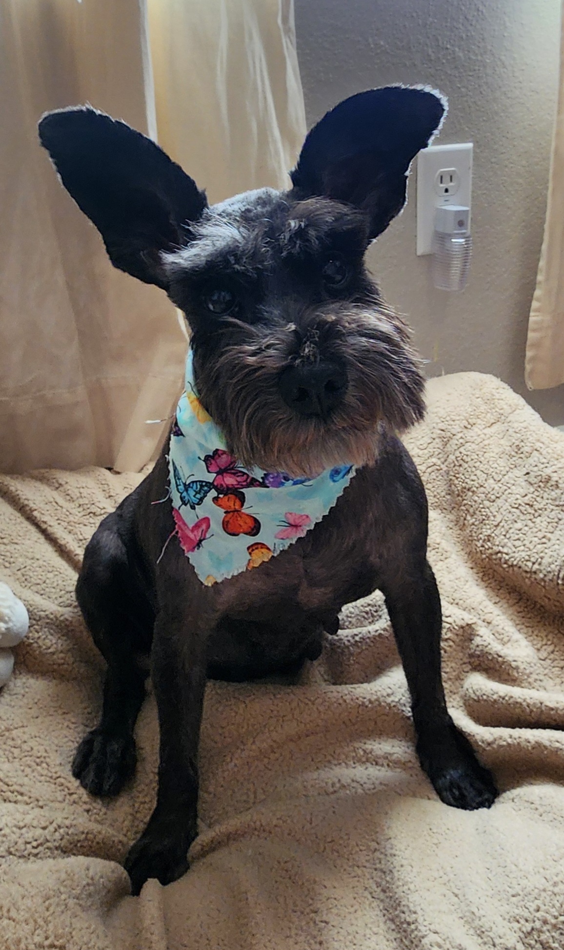 Miss Minnie Moo, Adopted, Senior Female Miniature Schnauzer & Miniature Poodle.