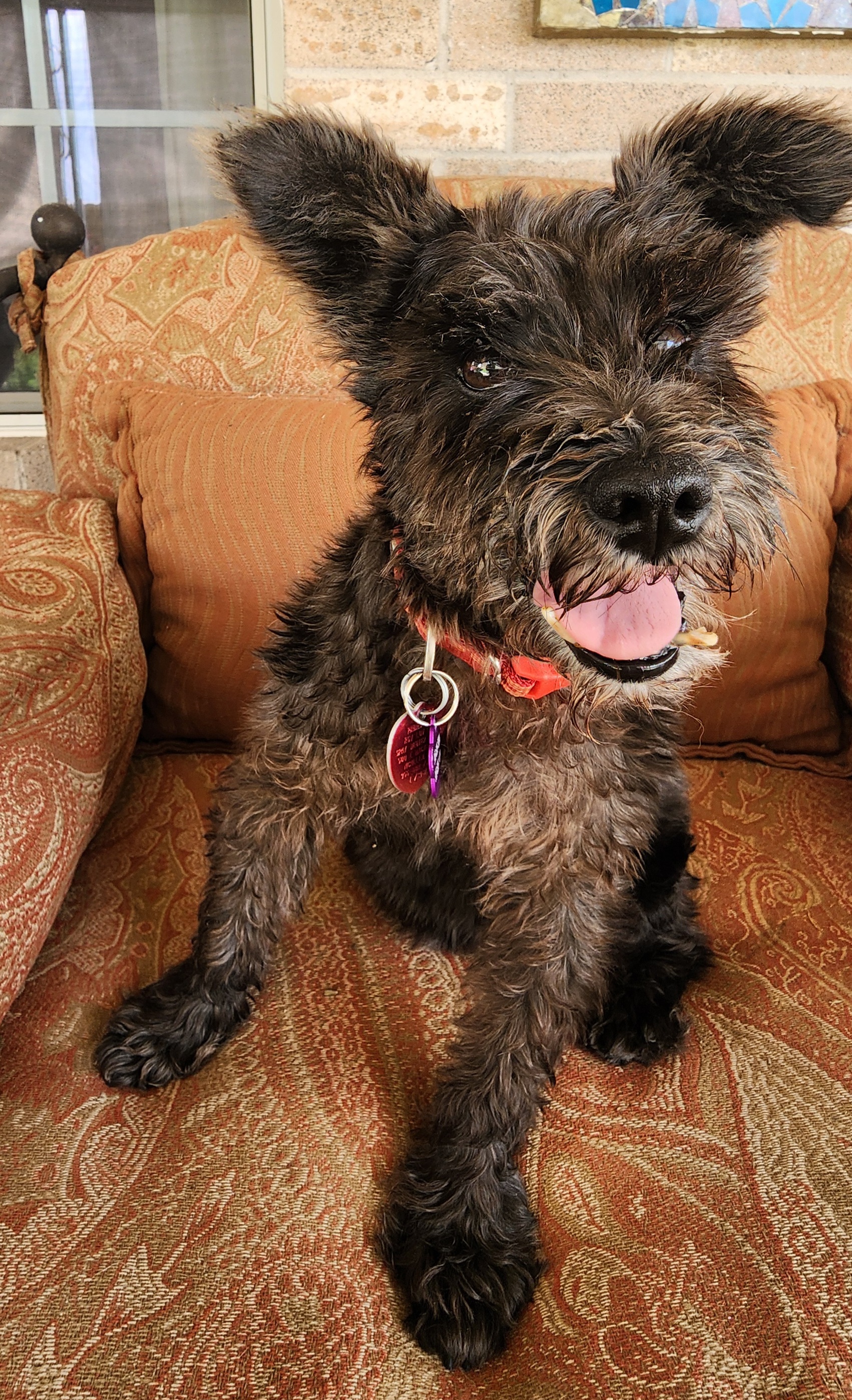 Enlarge Miss Minnie Moo, a Adopted mixed breed in Mission, TX image 6/6