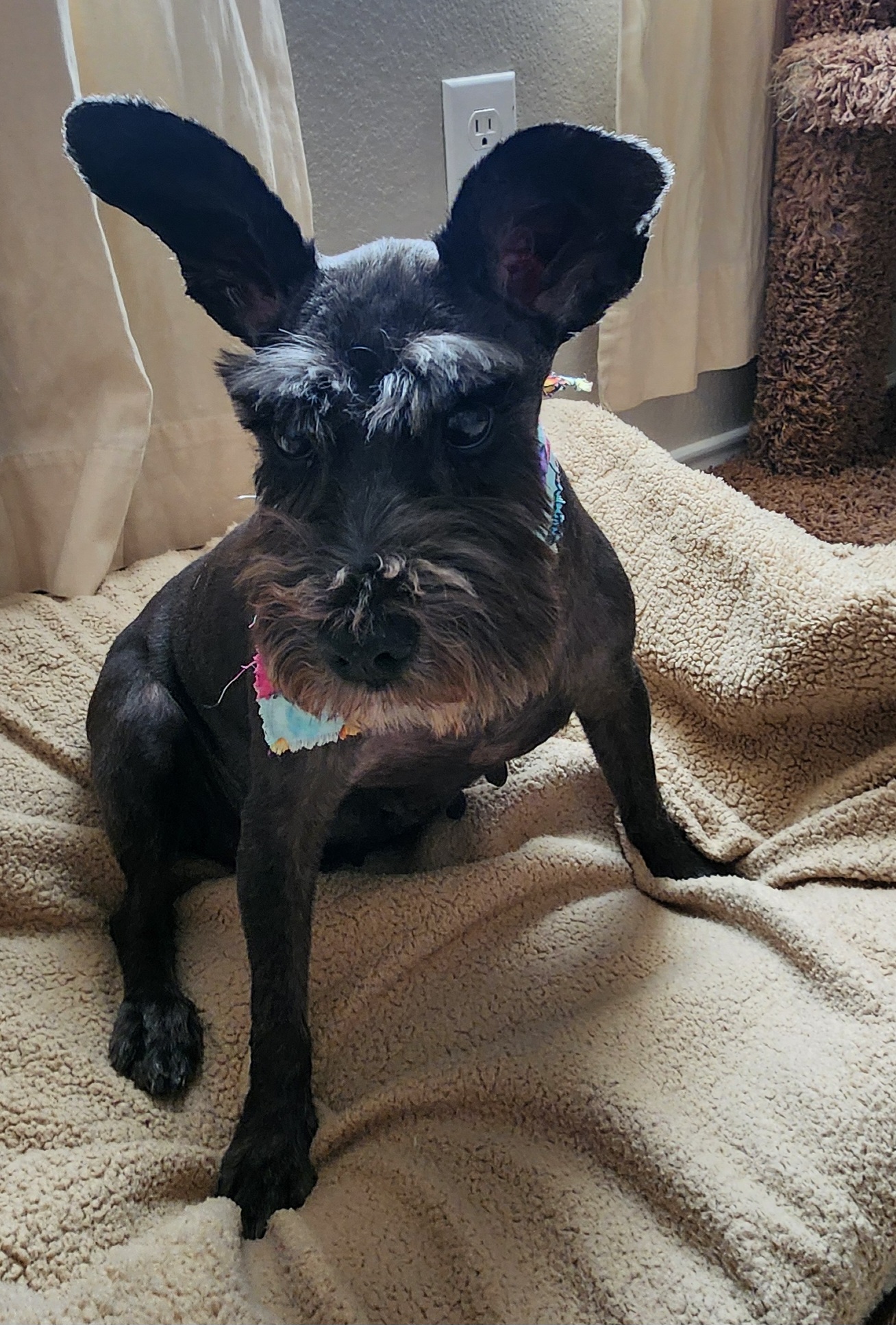 Enlarge Miss Minnie Moo, a Adopted mixed breed in Mission, TX image 3/6