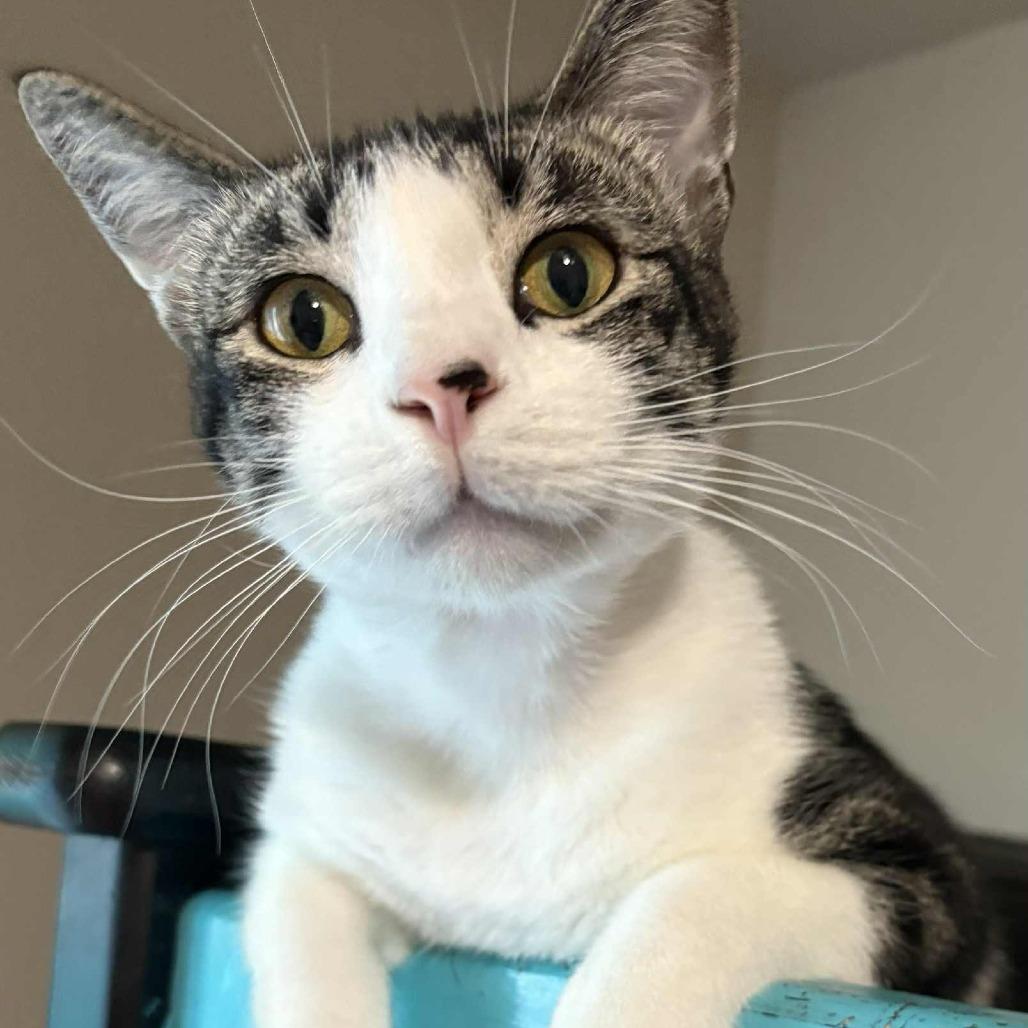JackJack, Adoptable, Adult Male Domestic Short Hair.