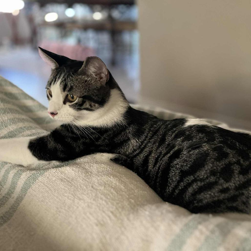 JackJack, a Adoptable Domestic Short Hair in Tulsa, OK image 2/5