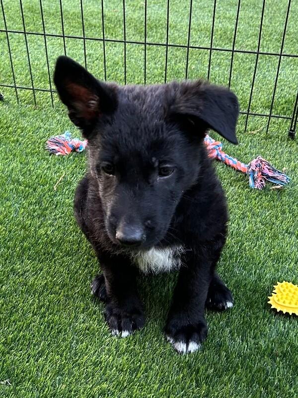 Onyx, a Adoptable mixed breed in Seattle, WA image 1/3