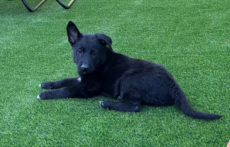 Onyx, a Adoptable mixed breed in Seattle, WA image 2/3