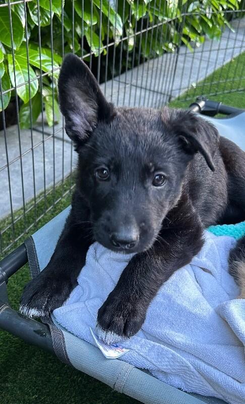 Onyx, a Adoptable mixed breed in Seattle, WA image 3/3