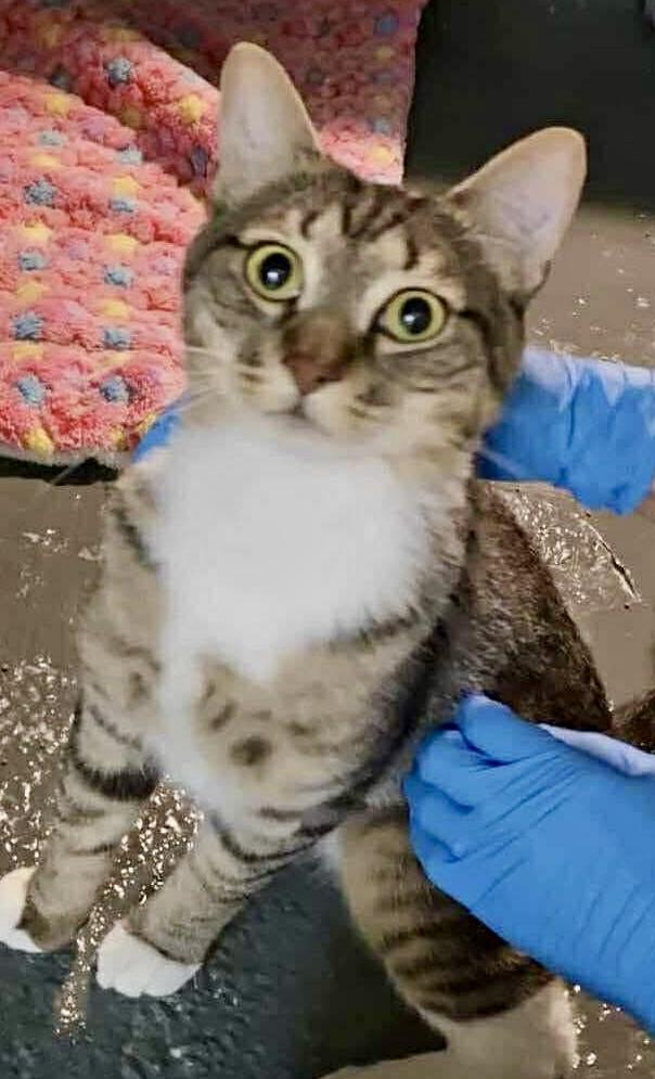 Moose, Adoptable, Young Male Domestic Short Hair.