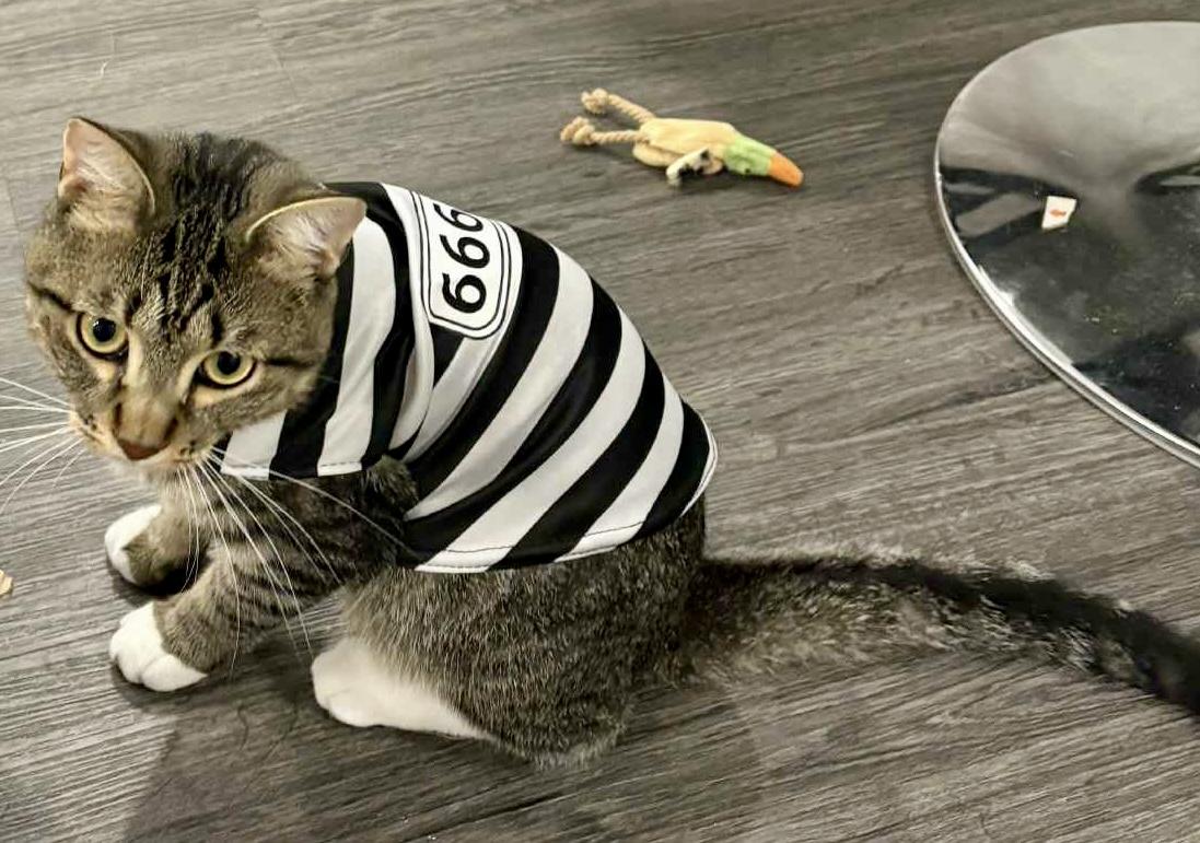 Enlarge Moose, a Adoptable Domestic Short Hair in Pointe-Claire, QC image 2/3