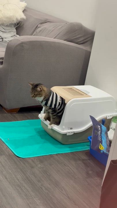 Enlarge Moose, a Adoptable Domestic Short Hair in Pointe-Claire, QC video 3/3