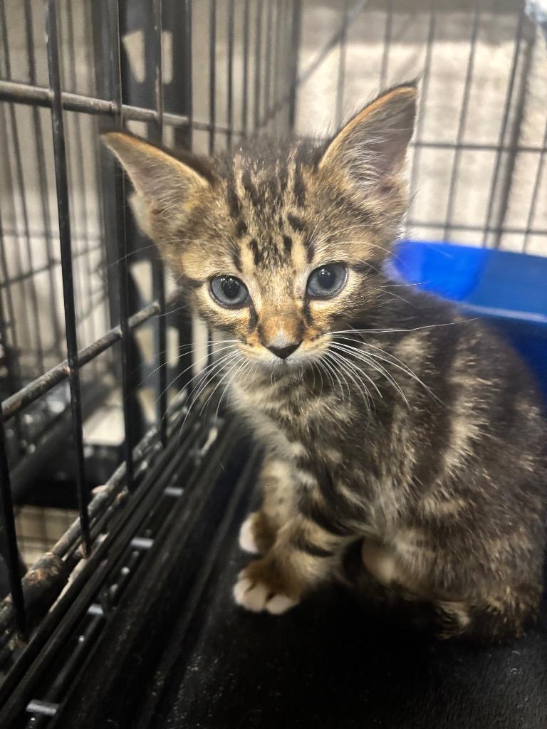 Enlarge Spud, a Adopted mixed breed in Corpus Christi, TX image 1/1
